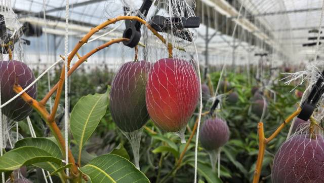 나무에서 후숙과정을 거친 국내산 애플망고는 수입산보다 훨씬 달다는 평가를 받고 있다. 김현우 기자