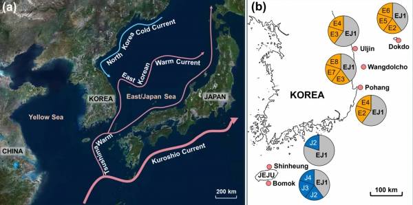 한국해양과학기술원의 소라 이동 연구 결과 자료.