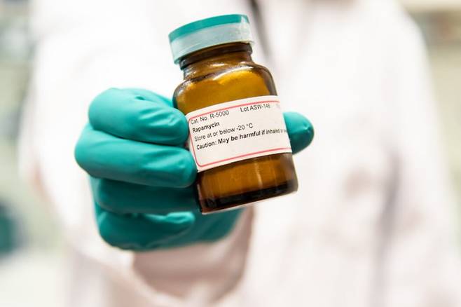 유망한 노화 방지 약물로 꼽히는 라파마이신./막스 플랑크 노화 생물학 연구소