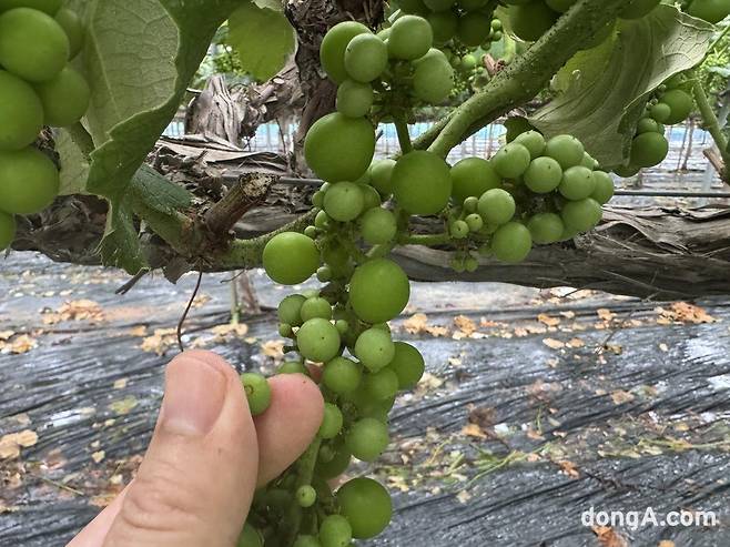 취재진이 20일 화성 일손 돕기 현장에서 포도알 솎기를 하고 있는 모습.&nbsp;