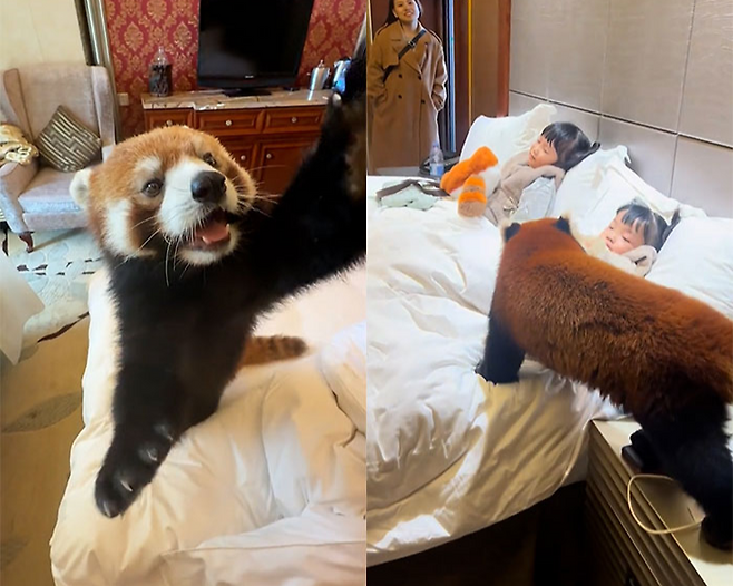 출처=더우인(mua64777,1159676788)