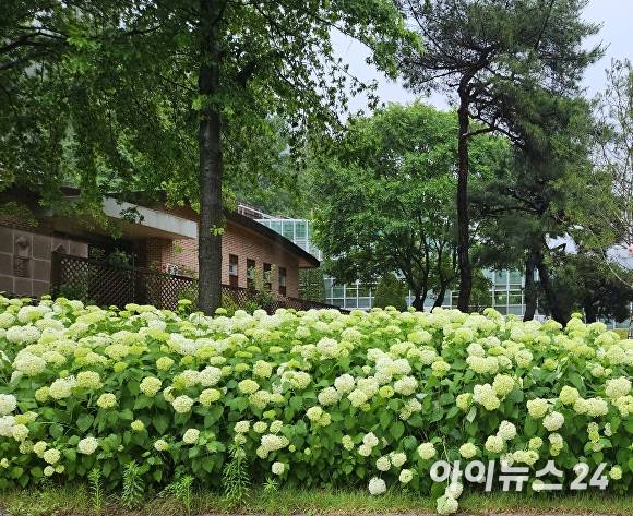 미동산수목원 수국담채원. [사진=장예린 기자]