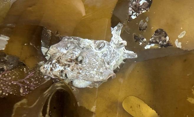 감태를 먹고 있는 소라. (한국해양과학기술원 제공)