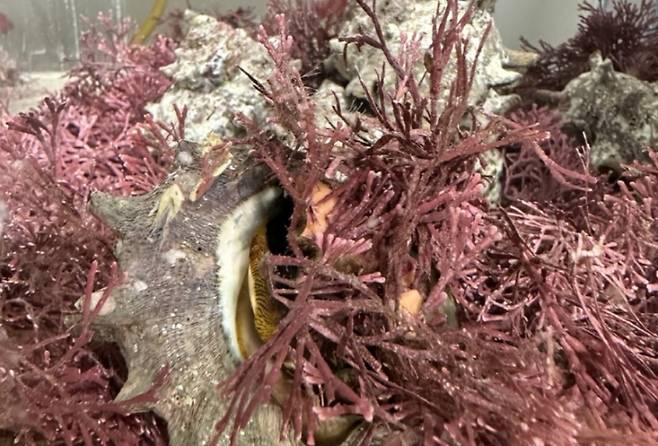 석회조류를 먹고 있는 소라. (한국해양과학기술원 제공)