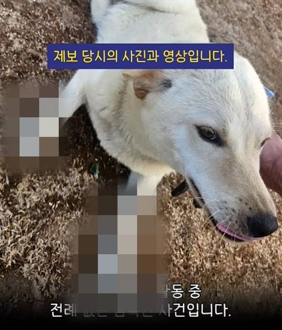 ▲ 지난 19일 동물권단체 '케어'가 공개한 네 발이 모두 잘린 채 방치된 진돗개의 모습 [유튜브 '케어' 캡처]