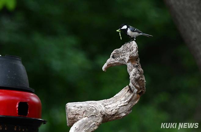 ‘먹이 물고 둥지 주변 살피는 박새 어미’육추 기간에 부모 새들은 그들의 일과 중 하나인 깃털 다듬을 시간조차 없다. 자식들 잘 먹이느라 자신들은 하루가 다르게 여위어간다. 자식들이 배불리 먹고 성장하는 모습을 보면서 흐뭇해하는 눈치는 사람과 매한가지다. 오로지 천적을 피해 빨리 키워내 독립시키는게 부모 새들의 목표다.