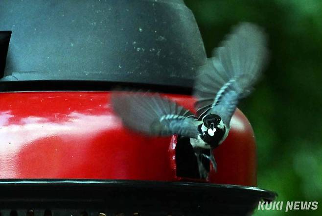 박새 어미가 새끼들의 분변을 입에 물고 둥지 밖으로 나서고 있다. 먹은 만큼 배설하는 새끼들의 분변도 좁은 둥지에서 냄새가 나면 천적으로부터 노출되기 쉬어 부모 새들은 자식의 분변을 아예 먹어치우거나 똥을 싸는 대로 멀리 내다 버린다.