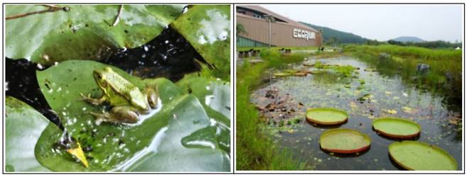 금개구리 성체(왼쪽) 및 서식지 전경. 사진=국립생태원