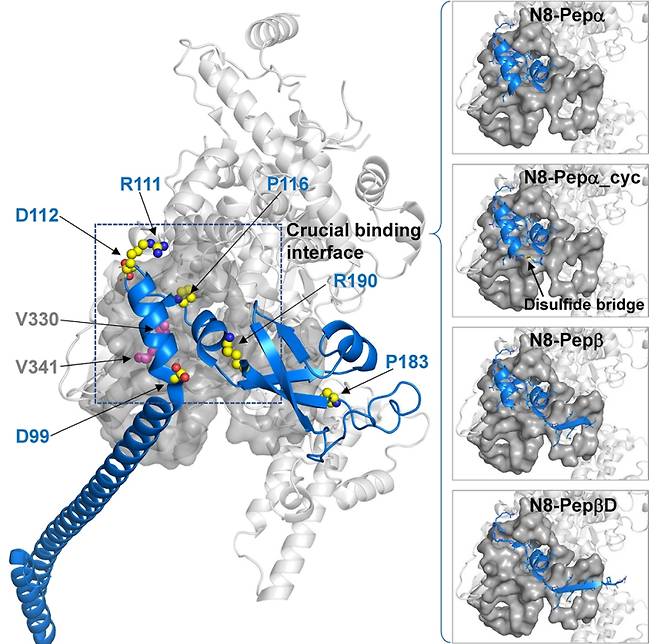 펩타이드 구조 및 설계. 코로나19 바이러스(SARS-CoV-2) 복제 효소의 핵심 구성 요소인 NSP12와 NSP8 사이의 결합 인터페이스를 구조 분석을 통해 도출하고, NSP8 단백질의 결합 부위(blue α-helix 및 surrounding loop)를 기반으로 4종의 펩타이드 후보(N8-Pepα, N8-Pepα_cyc, N8-Pepβ, N8-PepβD)를 설계하였다. 특히 N8-Pepα_cyc는 두 잔기 사이에 이황화 결합(disulfide bridge)을 도입하여 구조적 안정성을 향상시킨 형태로, 실험 결과에서 가장 우수한 결합력 및 항바이러스 효과를 나타냈다. IBS
