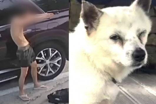 유튜브 ‘멍멍이삼촌과 동행 반려견행동교정’ 유튜브 캡처.