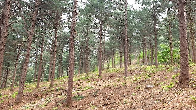 영주관리소 산불예방 숲가꾸기 사업 후 현장사진.
