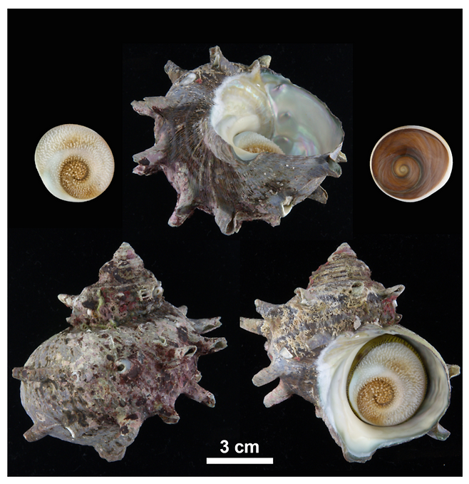 한국해양과학기술원(KIOST)와 국립수산과학원은 제주와 경상북도 울진 지역에서 채취되는 소라가 동일한 유전적 특성을 지녔다는 점을 확인했다. 이는 해수온도 상승에 따른 해양생물 생존환경의 북방한계선이 이동하는 현상을 구체적으로 입증하는 연구결과다. [한국해양과학기술원 제공]