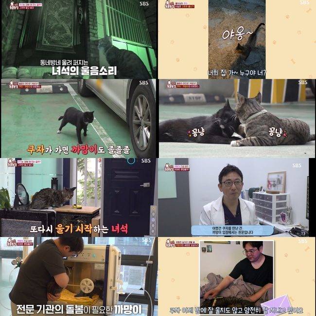 SBS ‘TV동물농장’