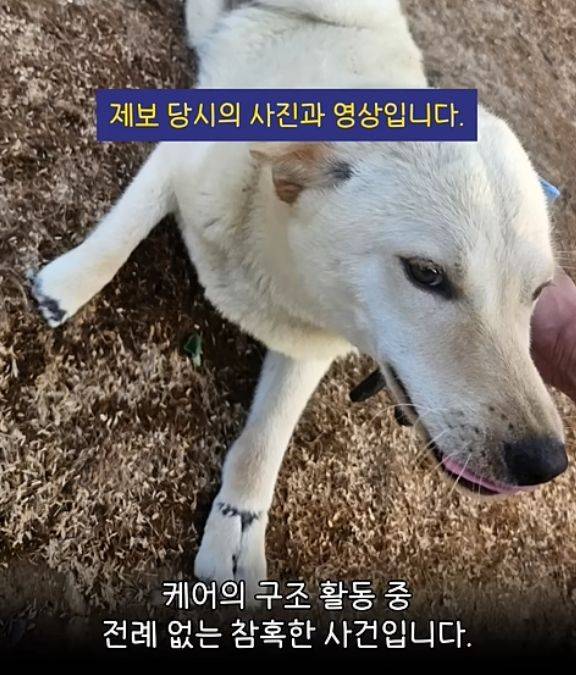 [서울=뉴시스] 발목 4개가 모두 잘려나간 채 버려진 진돗개가 동물 구조 단체에 의해 발견됐다. (사진 = 유튜브 캡처) 2025.06.20. *재판매 및 DB 금지