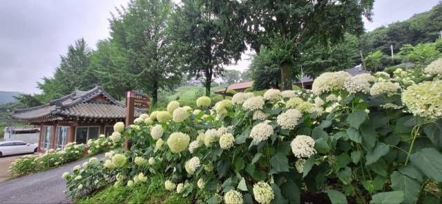 ▲수분마을 수분공소 올라가는 길 수국밭 ⓒ장수군