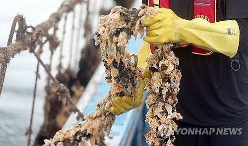 지난해 8월 고수온에 녹아내린 경남 양식멍게 [연합뉴스 자료사진]