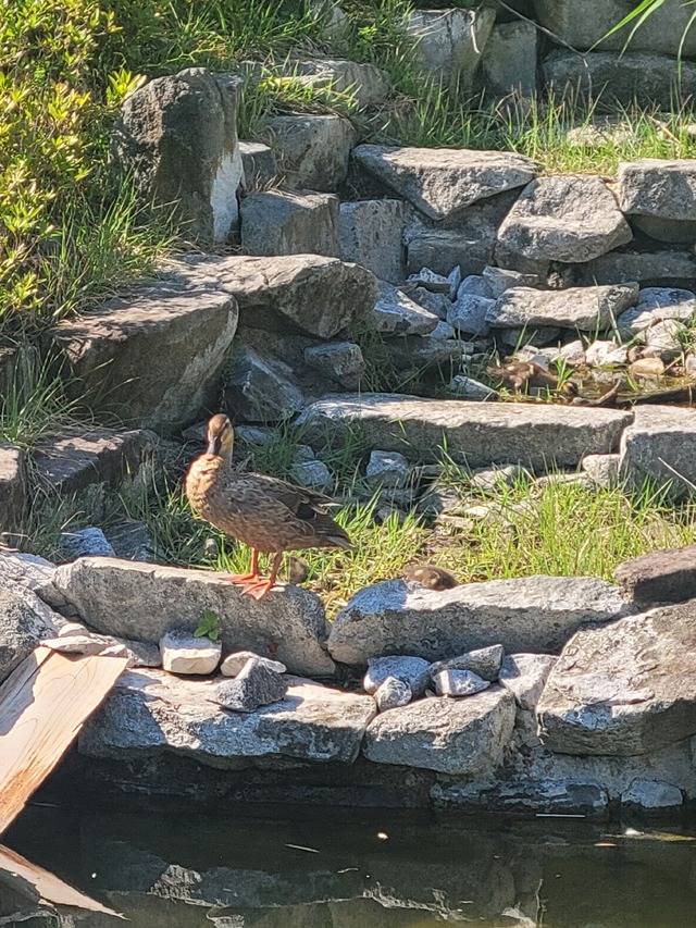 전북대 자연사박물관 앞 인공 연못 조형물에서 휴식을 취하는 오리 가족. 새끼 오리가 두 번째 돌담 사이 웅덩이에서 물을 마시고 있다. 문채연 기자