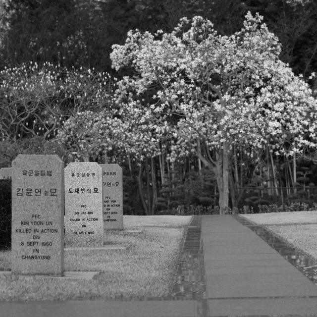 정춘산의 사진 작품. 유엔기념공원에서 촬영한 것들이다. 작가 제공