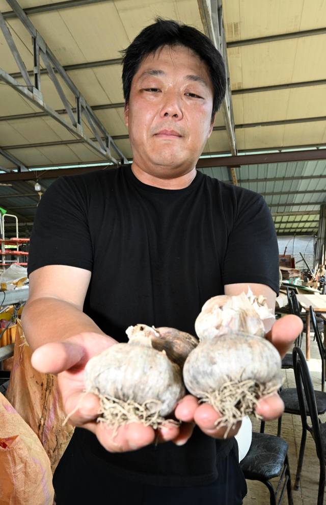 창녕군 고암면에서 손영철씨가 수확한 마늘을 보여주고 있다./성승건 기자/