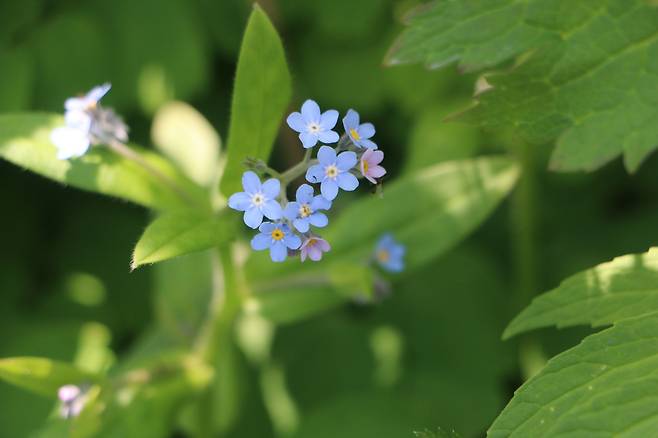 백두산 왜지치.