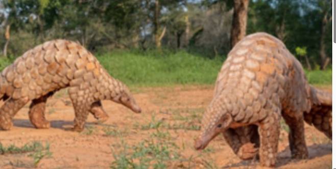 아프리카에 사는 천산갑 무리인 왕천산갑./U.S. Fish and Wildlife Service