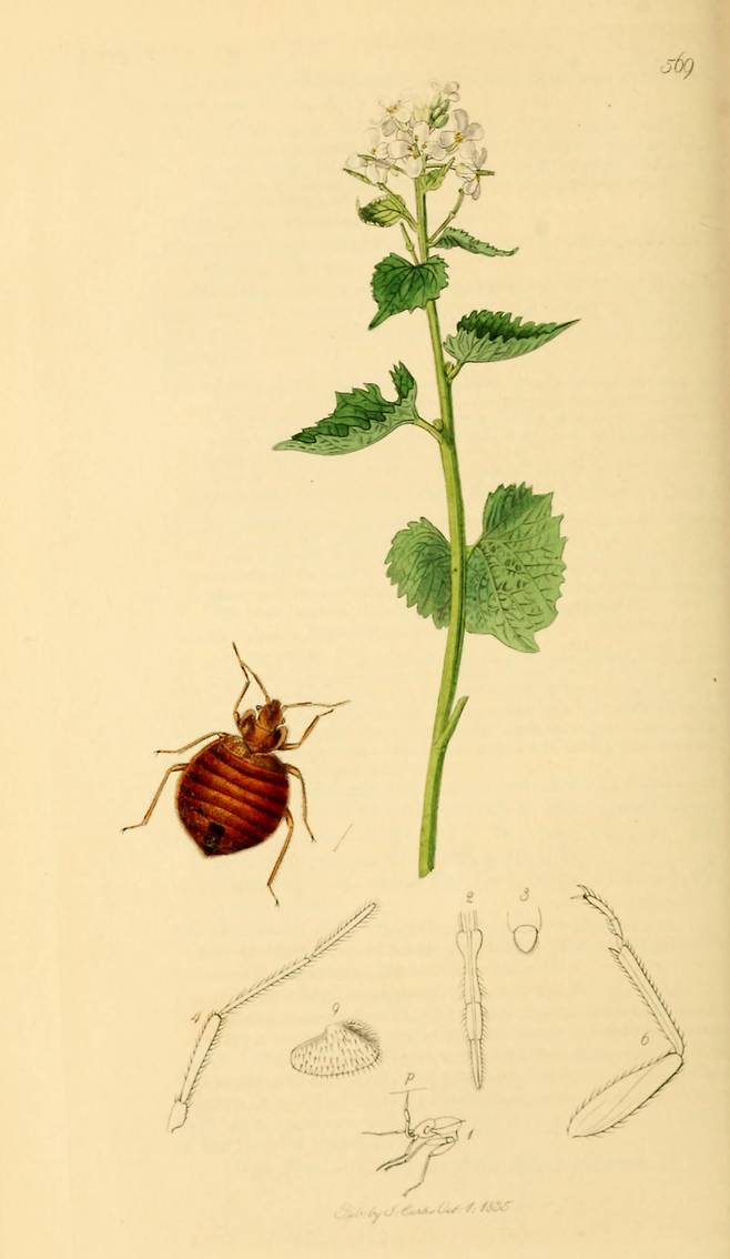 존 커티스가 19세기에 발간한 '영국 곤충학'에 실린 빈대 그림./British Entomology Volume 7 (John Curtis) Plate 569