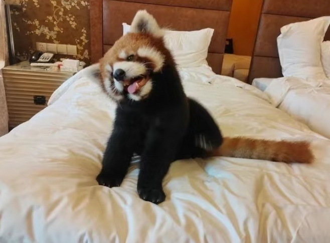 SNS를 통해 확산된 ‘레서판다 모닝콜’ 사진. 관심을 모은 이색 서비스였지만, 멸종위기종과의 밀접 접촉은 지나치다는 지적이 잇따랐다 /샤오홍슈 갈무리