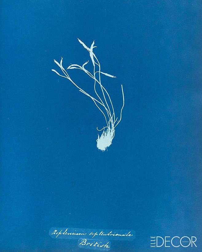 ‘Asplenium Septentrionale’(1853).