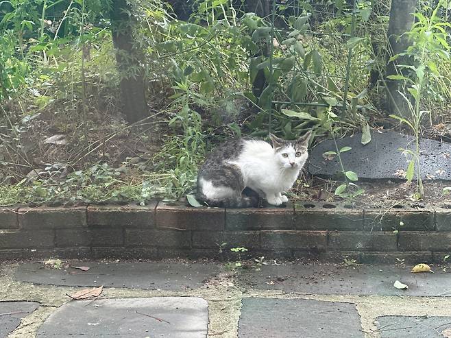 우리집 마당에서 날 구경하는 고앵이