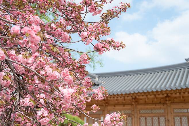 서울 여의도 국회의사당 안 사랑재 옆에 선 겹벚나무는 해마다 탐스러운 꽃을 피워 ‘사진 명소’로 유명하다. 게티이미지뱅크