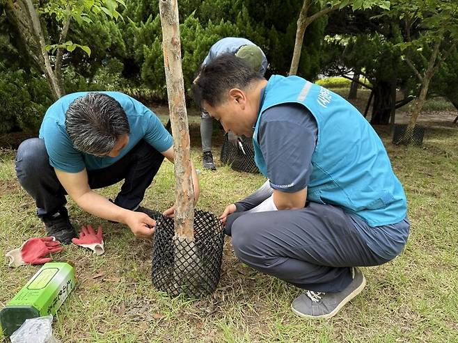 24일 오전 한국나무의사협회 소속 나무의사들이 예초기에 의해 나무 밑동이 다친 어린 나무들에 보호대를 씌워주고 있다. 김지숙 기자