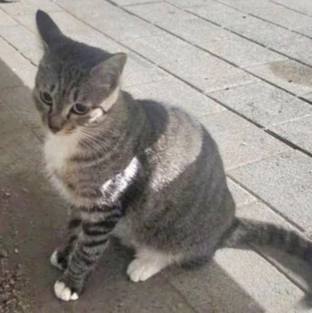 22일 한 온라인 커뮤니티에 길고양이 입양인과 캣맘 간 갈등이 올라왔다. 네이트판 캡처