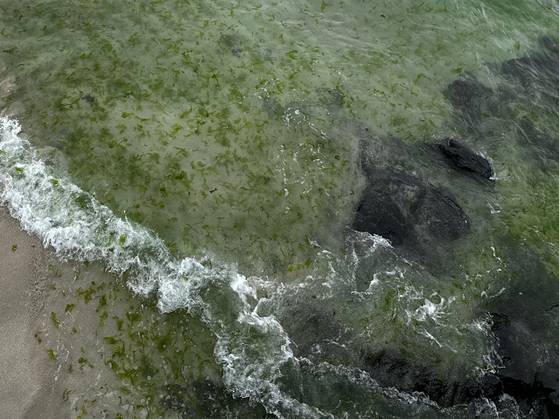 24일 개장한 제주 함덕해수욕장 물결 사이로 엄청난 양의 구멍갈파래가 보인다. 최충일 기자