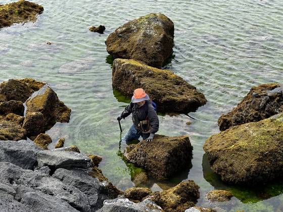 지난 23일 제주시 서쪽의 이호동의 한 포구 인근 바다에 밀려든 구멍갈파래 사이로 한 시민이 힘겹게 걷고 있다. 최충일 기자