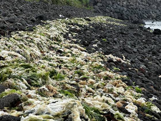 24일 오전 제주시 서쪽의 이호동 앞바다의 몽돌(자갈) 위에 쌓인 구멍갈파래가 썩고 있다. 최충일 기자