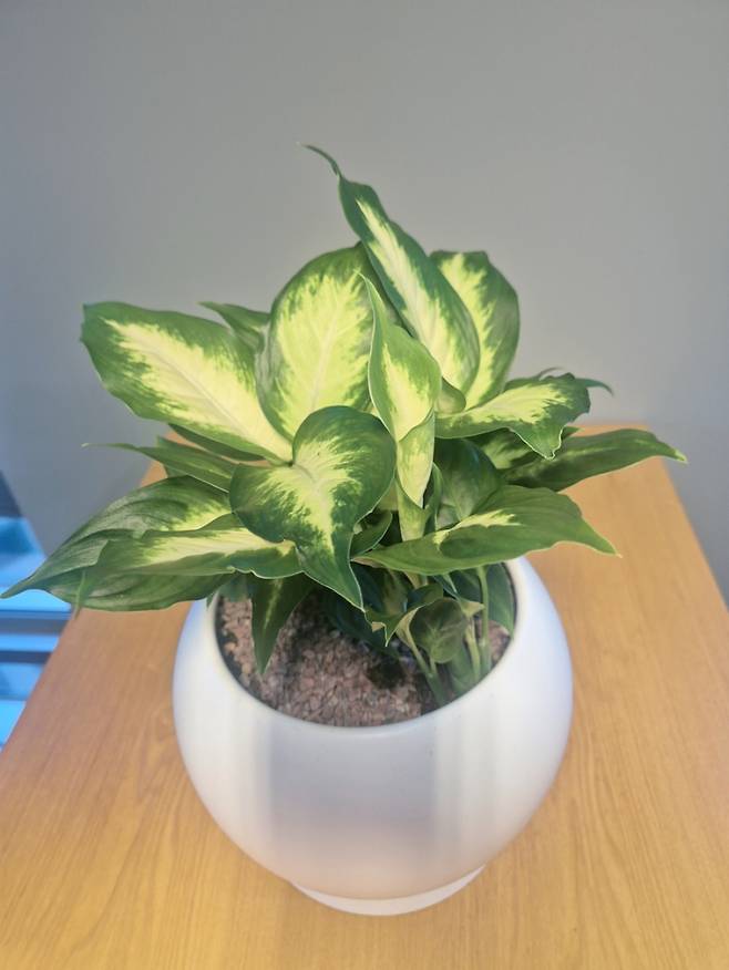 반려식물 보급사업 식물 예시. 서울시 제공