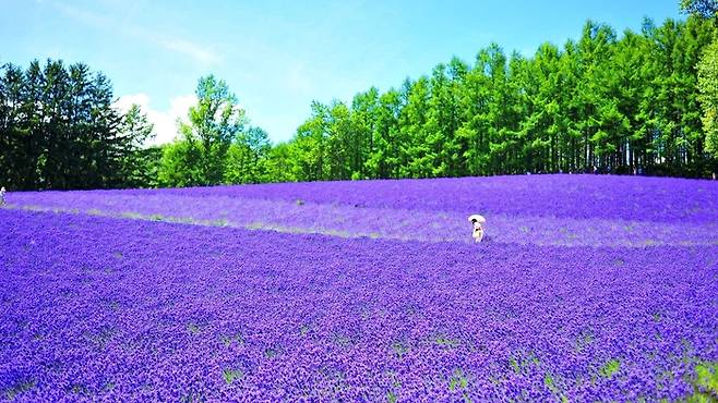 팜도미타 / 사진=한진관광