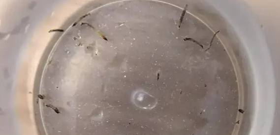 나방파리 유충 [출처=소호뉴스]