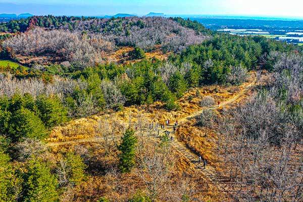 초봄의 통오름. 누렇게 변한 억새와 띠가 능선을 따라 가득하다.