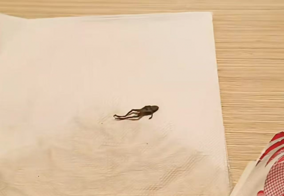 중국의 프리미엄 차 브랜드 제품에서 말라붙은 개구리 사체가 통째로 발견돼 충격을 주고 있다. SNS 캡처