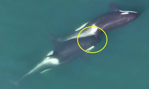 해조류를 사용해 ‘알로켈핑’(allokelping)하는 범고래 모습. Center for Whale Research