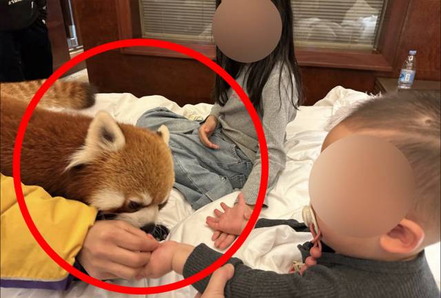 ‘레서판다 모닝콜’ 서비스를 이용하고 있는 장면. 출처=Weibo