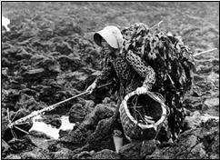 사진: 강동식, 1993년-갯가에 밀려온 '풍조'를 건지는 방법은 여러 가지다. '공젱이'를 바닷물에 드나들며 건져 올리는 방법도 있다. 이를 '올림이'라 한다. 이와는 달리 '배매기'라 하여 썰물에 허리춤까지 물에 들어가 해조류를 비어내어 건져 올리는 방법도 있다. 그리고 '배매기'와 동일한 방법으로 해조류를 비어낸 후, 밀물 때까지 기다렸다가 비어낸 해조류가 갯가로 밀려오면 건져 올리는 방법도 있다. 해조류를 이용한 거름이 긴요한 만큼 '풍조'를 얻기 위한 수단도 다양했다. ('올림이' 참조: 제주도해녀유산총서Ⅳ, 제주특별자치도 해녀유산과, 2023, 98p),('배매기' 참조 : 고광민, 제주생활사, 한그루, 2016, 341p)