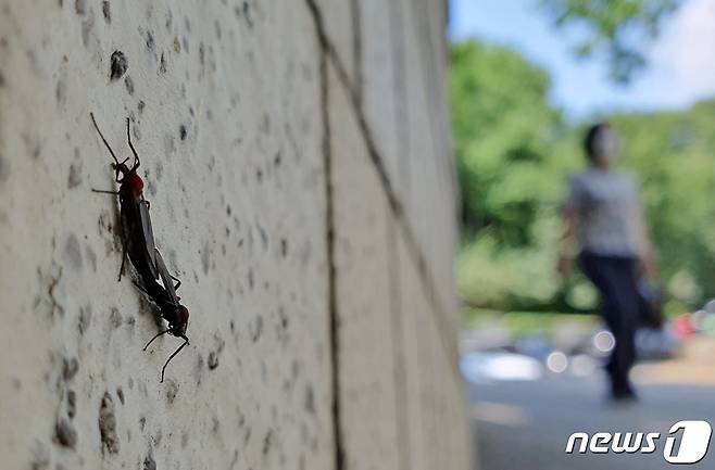 러브버그 자료사진(사진은 기사 내용과 무관함) / 뉴스1 ⓒ News1