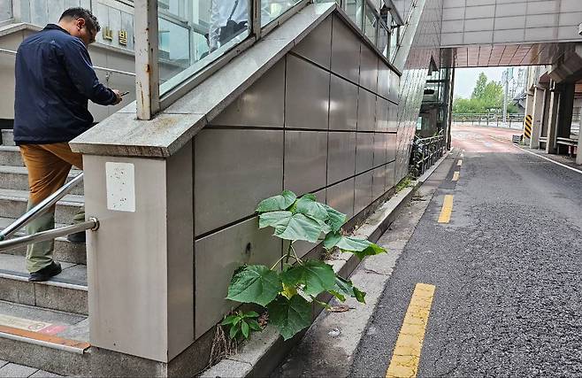 서울 영등포구 지하철 2호선 당산역 출구 옆에 핀 오동나무. 2024년 /조인원 기자