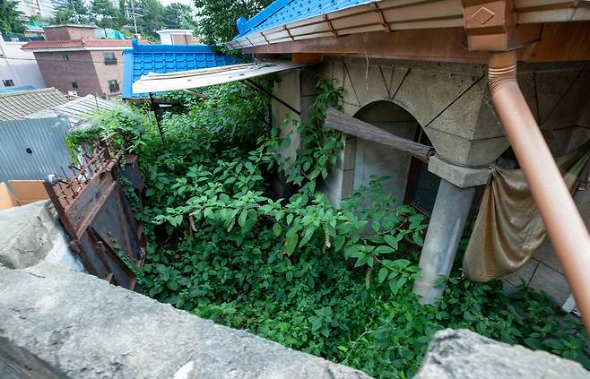 서울 동작구의 한 빈집을 점령한 미국자리공, 2020년 /조인원 기자