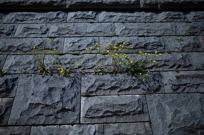 서울 동대문구 성북천 옆 벽사이로 핀 고들빼기꽃, 2025년 5월/ 조인원 기자