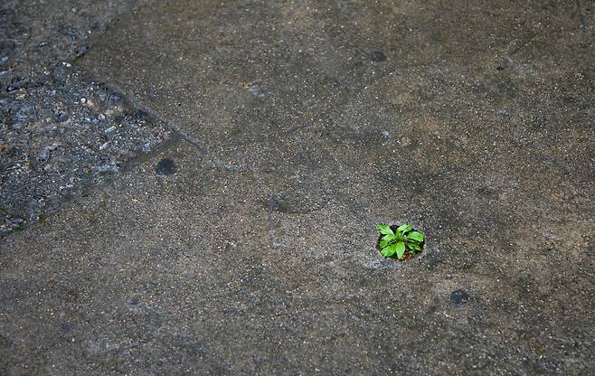 서울 중구의 시멘트 바닥에 난 구멍으로 핀 개망초, 2025년 5월/ 조인원 기자