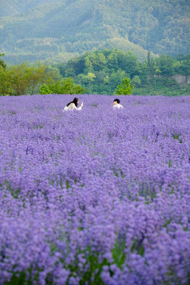 강원 동해시 무릉별유천지를 찾은 연인이 라벤더 꽃밭에서 기념사진을 촬영하고 있다.