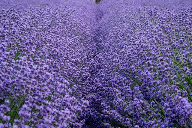 강원 동해시 무릉별유천지에 라벤더가 풍성하게 피어 있다.